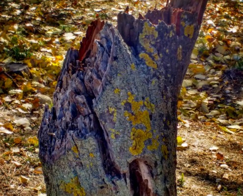 IMG_20171128_063812_156